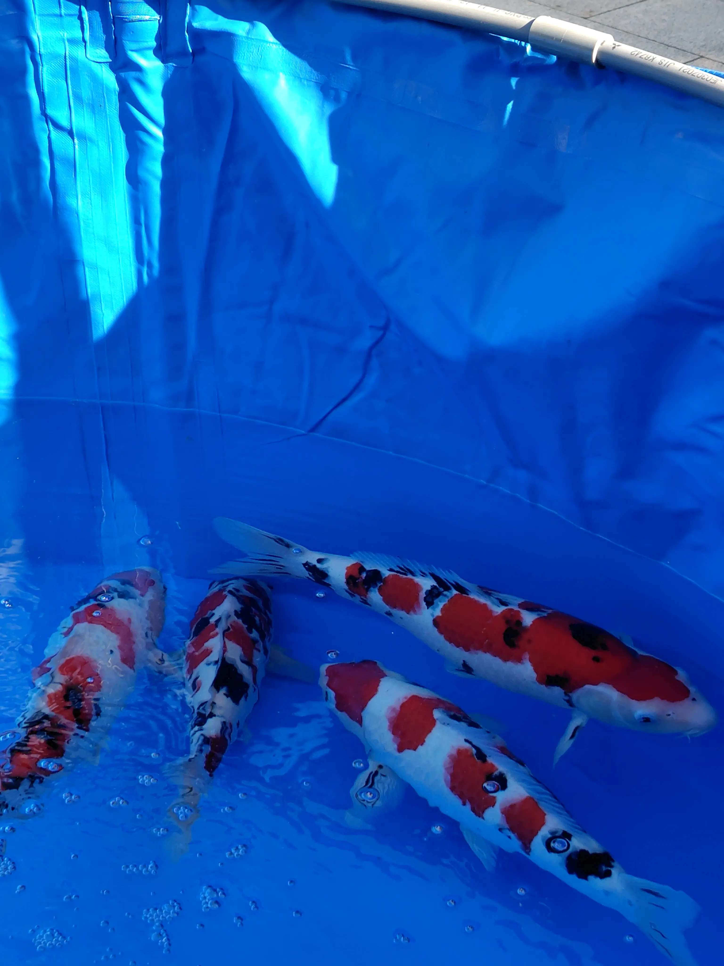 スカーフスタイルで紅葉の上野&amp;老舗グルメ_1_11-1