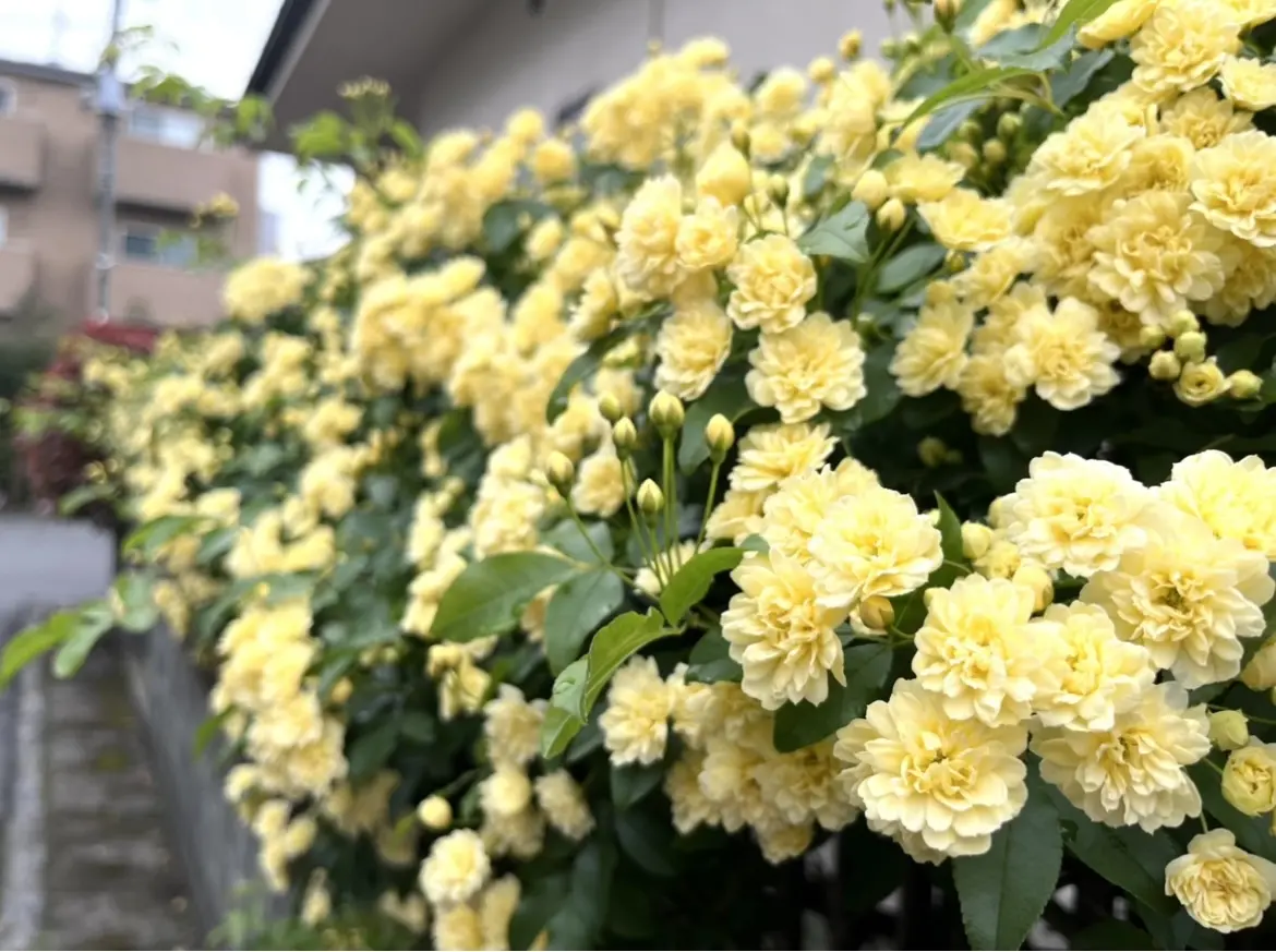 「黄色い花を飾るなら」_1_1
