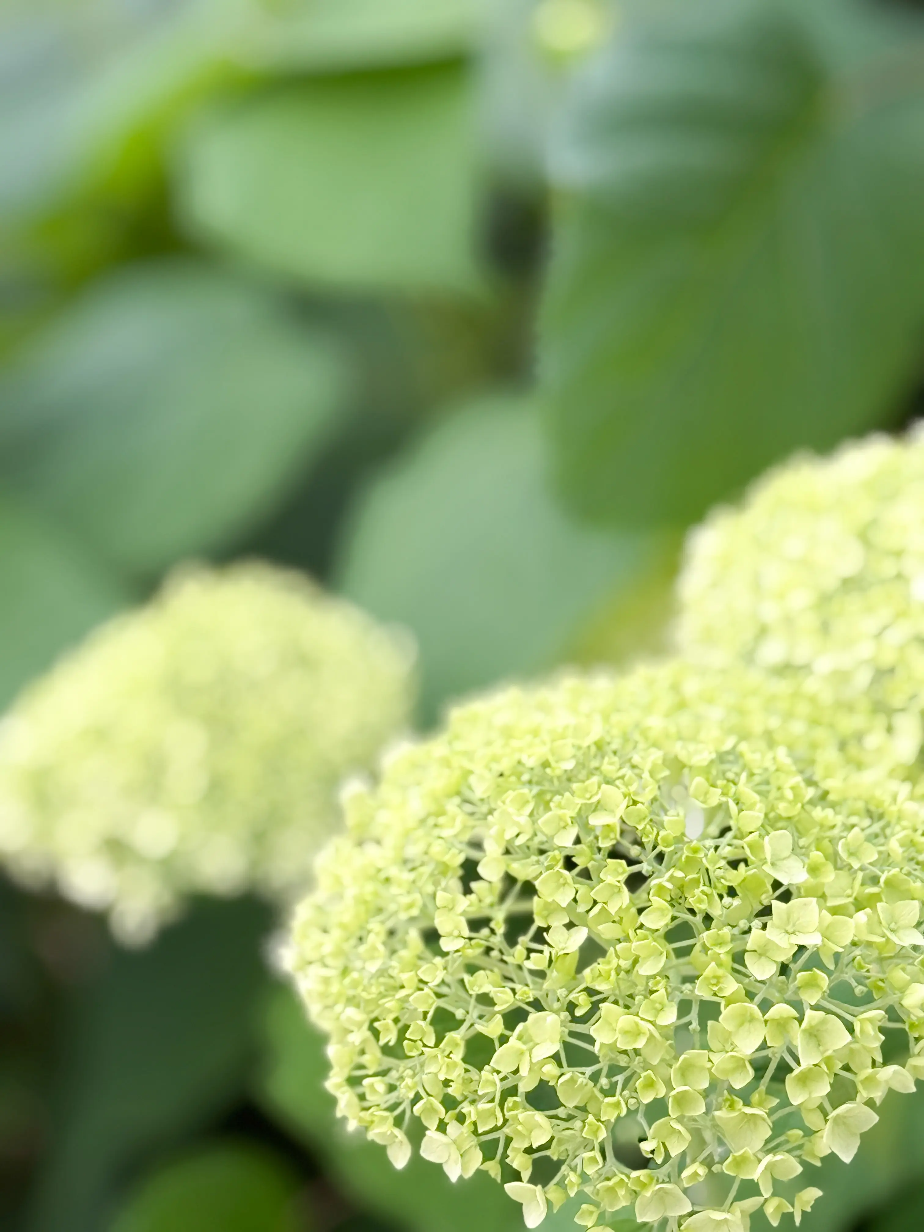 ✨✨開運✨✨紫陽花の花守り💐_1_1-1