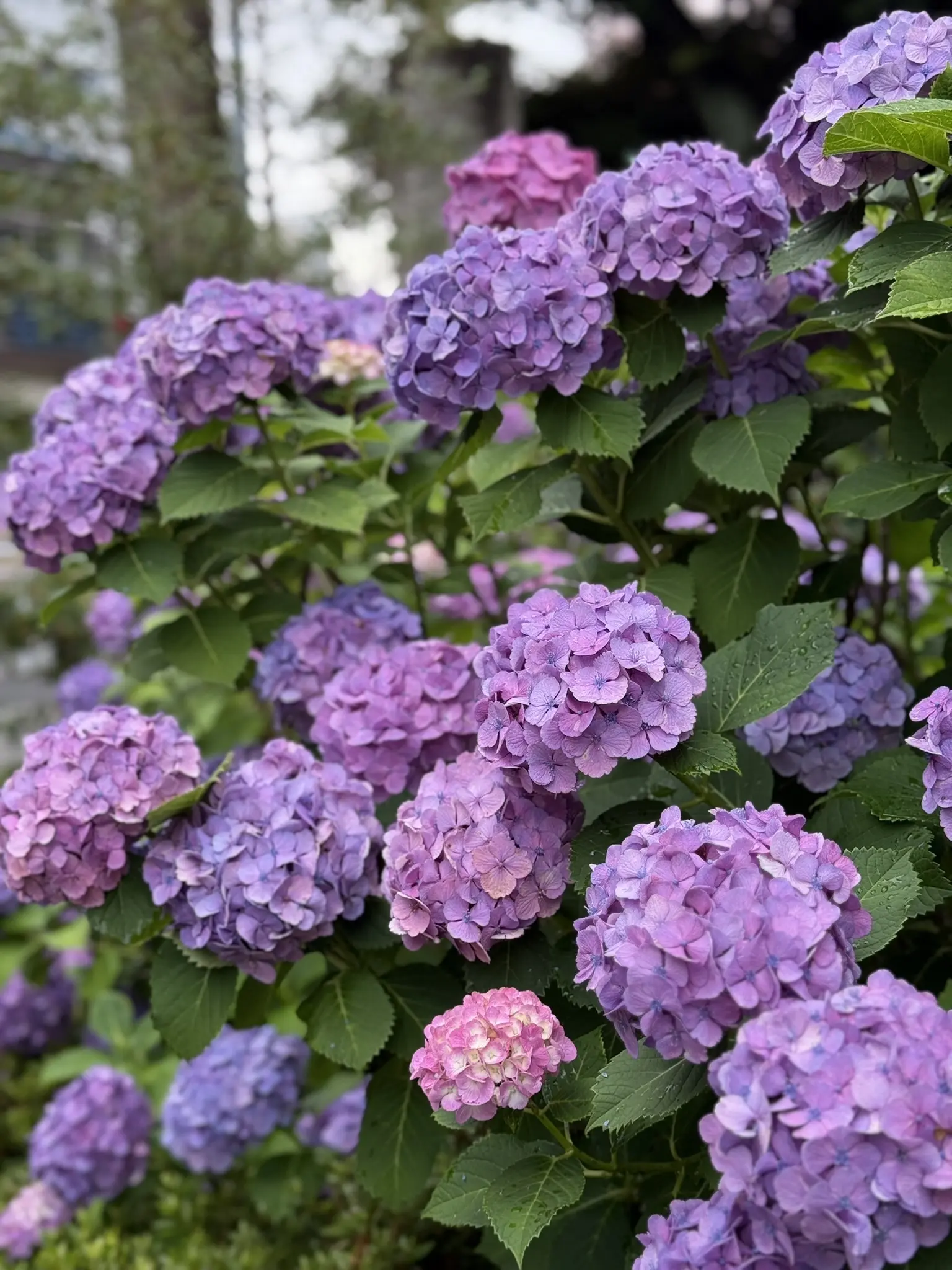紫陽花