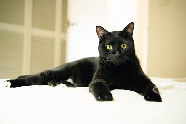 ベッドの上でくつろぐテリ ー。つややかな黒猫が長い手 足を伸ばしてリラックスする 姿はどこか気高い雰囲気。