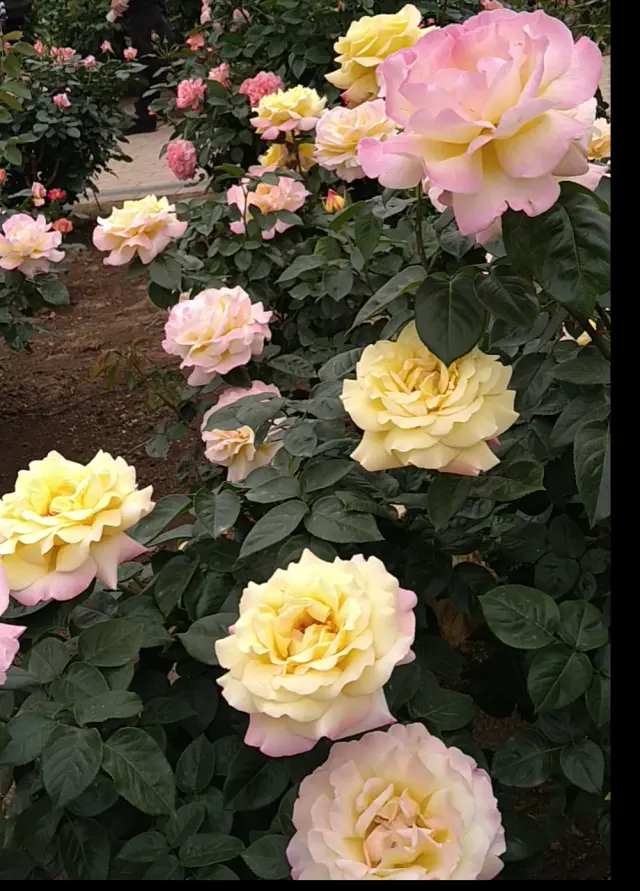 藤の花からバラへ❀フラワーパークを楽しむ_1_4