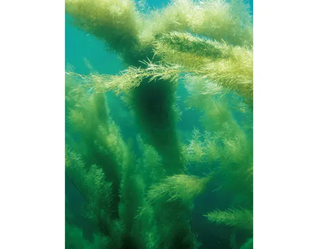 「海中展望船あまんぼう」に乗ると、海上にそびえ立つ巨岩や、船底の窓から海藻の森を魚が泳ぐ幻想的な光景を見ることができる