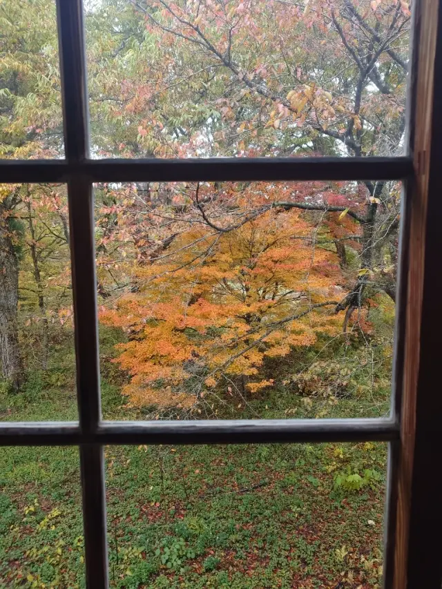 潟分校の窓の紅葉