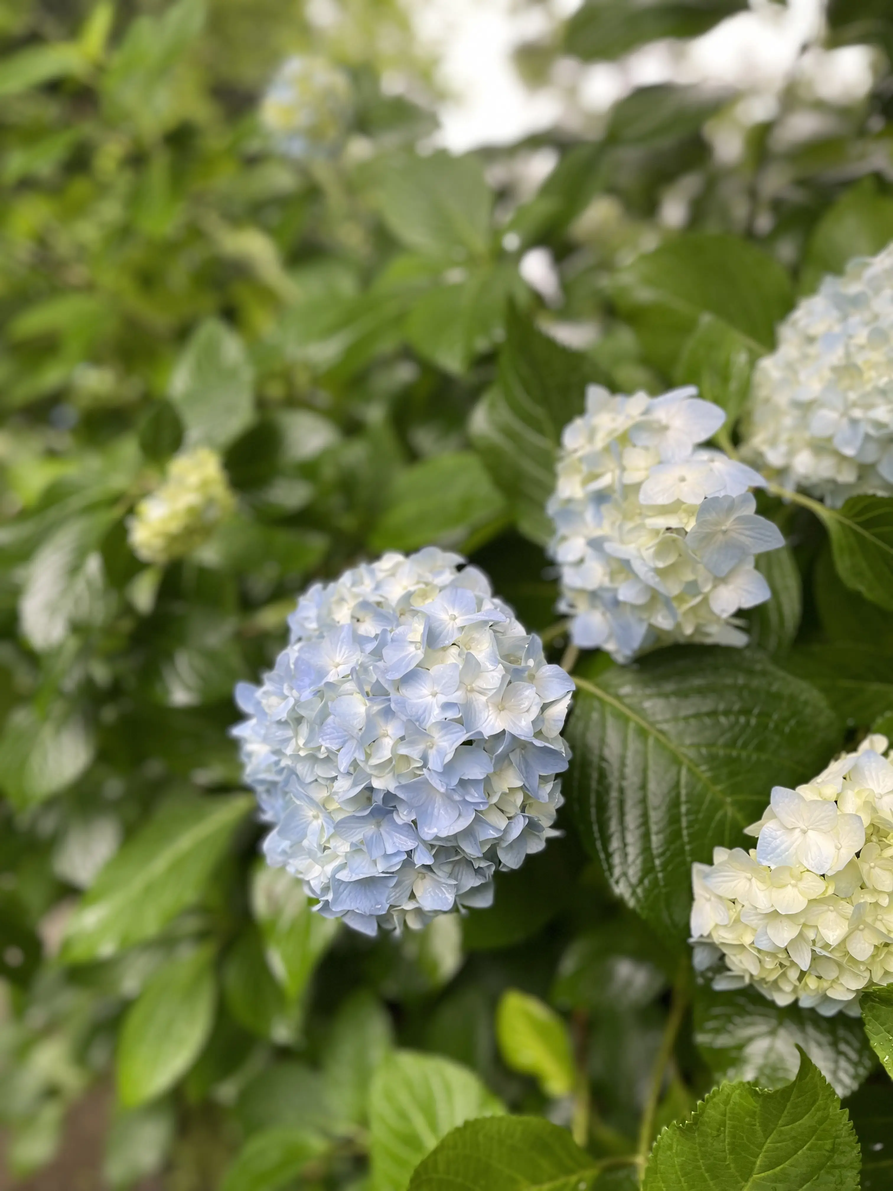 大人の鎌倉遠足♡紫陽花とグルメを満喫してきました✨_1_4