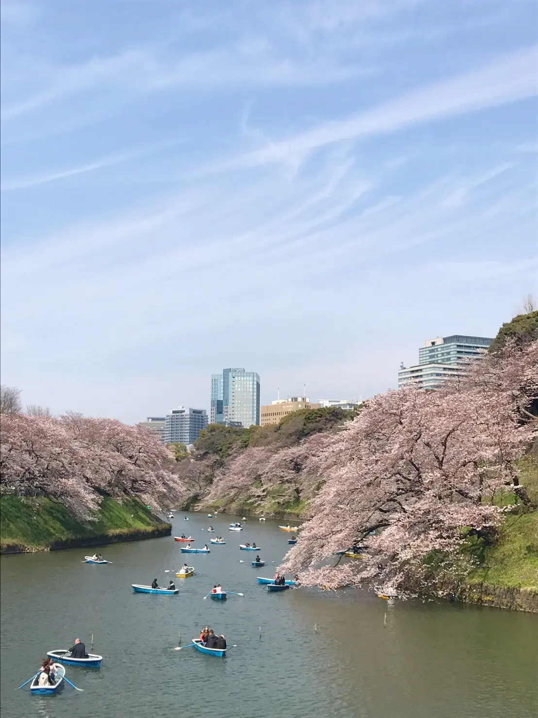 観桜会_1_1-1