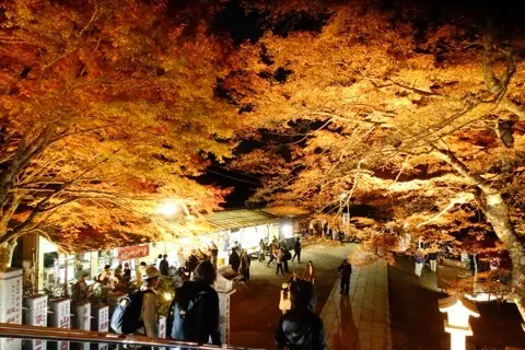 想像以上の絶景に出会えた神奈川の紅葉の見どころ〜大山編〜_1_7