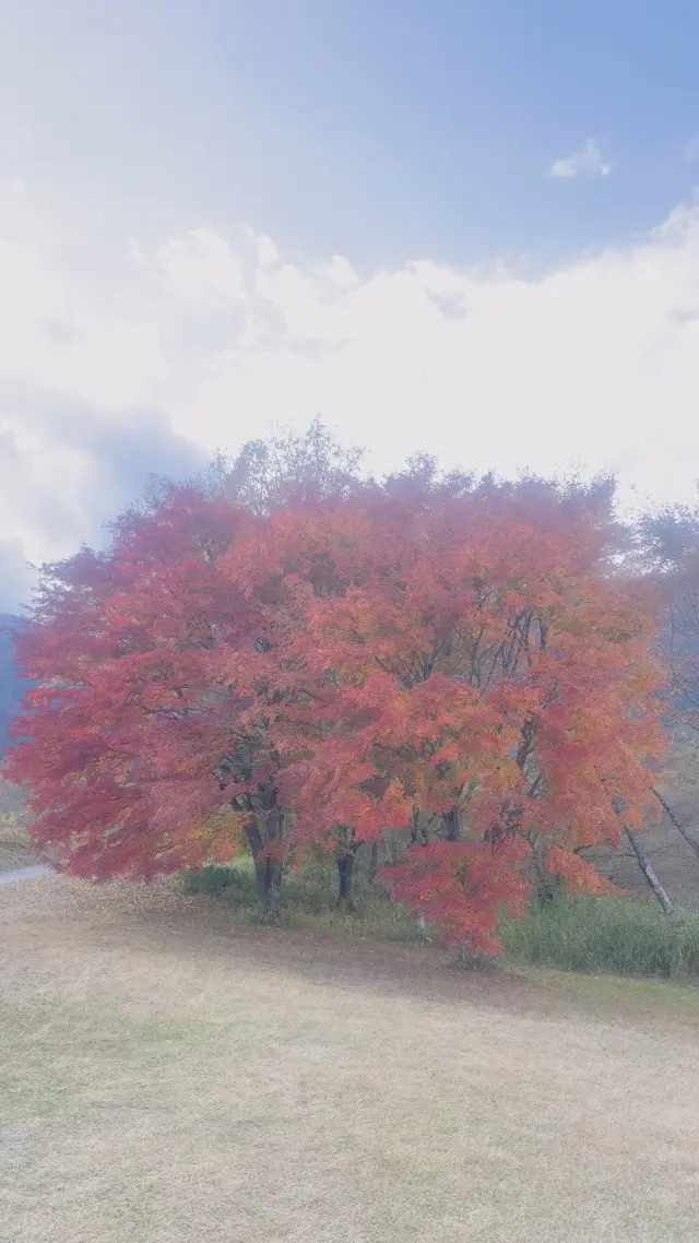 富士山本宮浅間大社 × ユニクロのジョガーパンツ_1_8