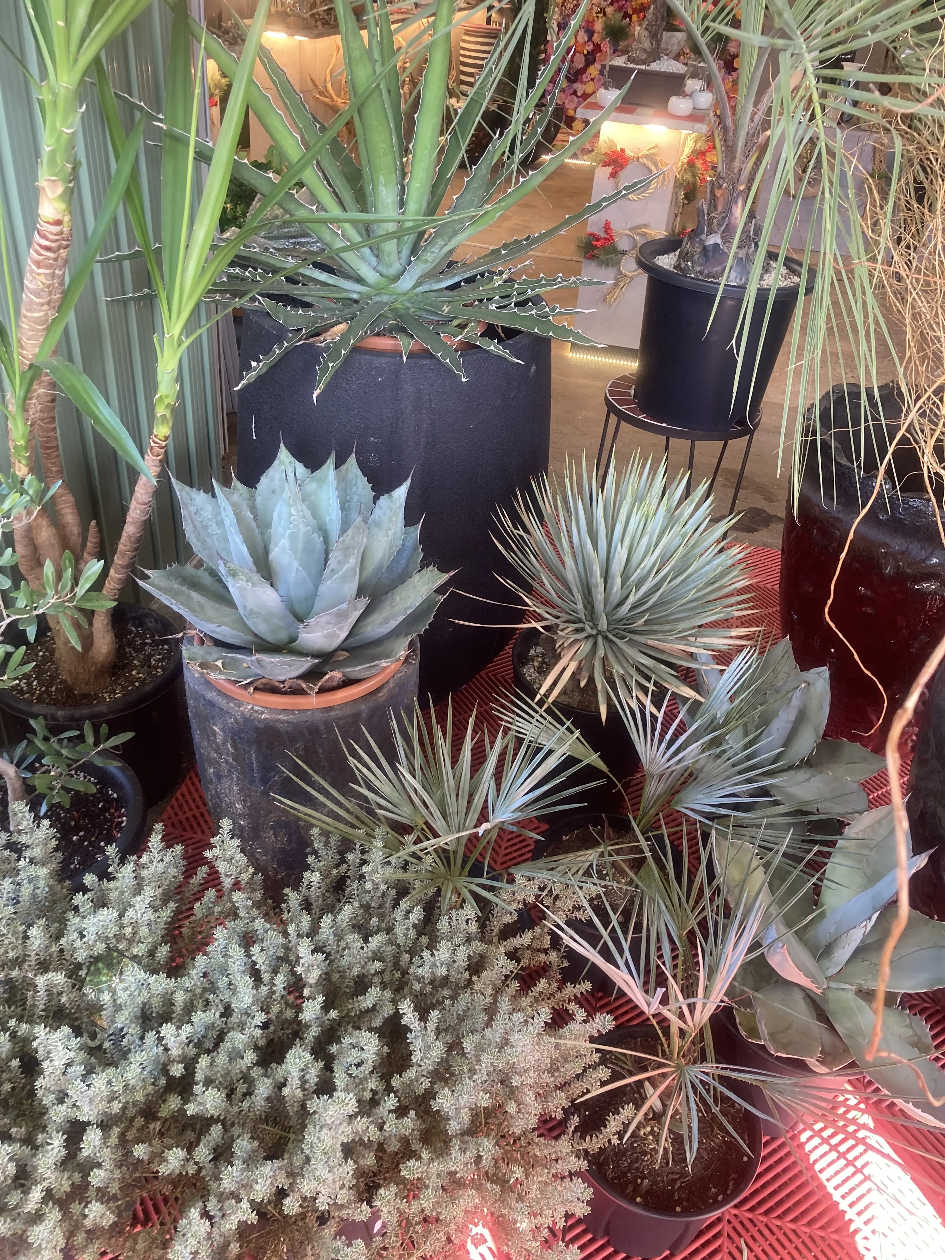 プチ・クリスマス気分を味わいに出かけました。_1_3