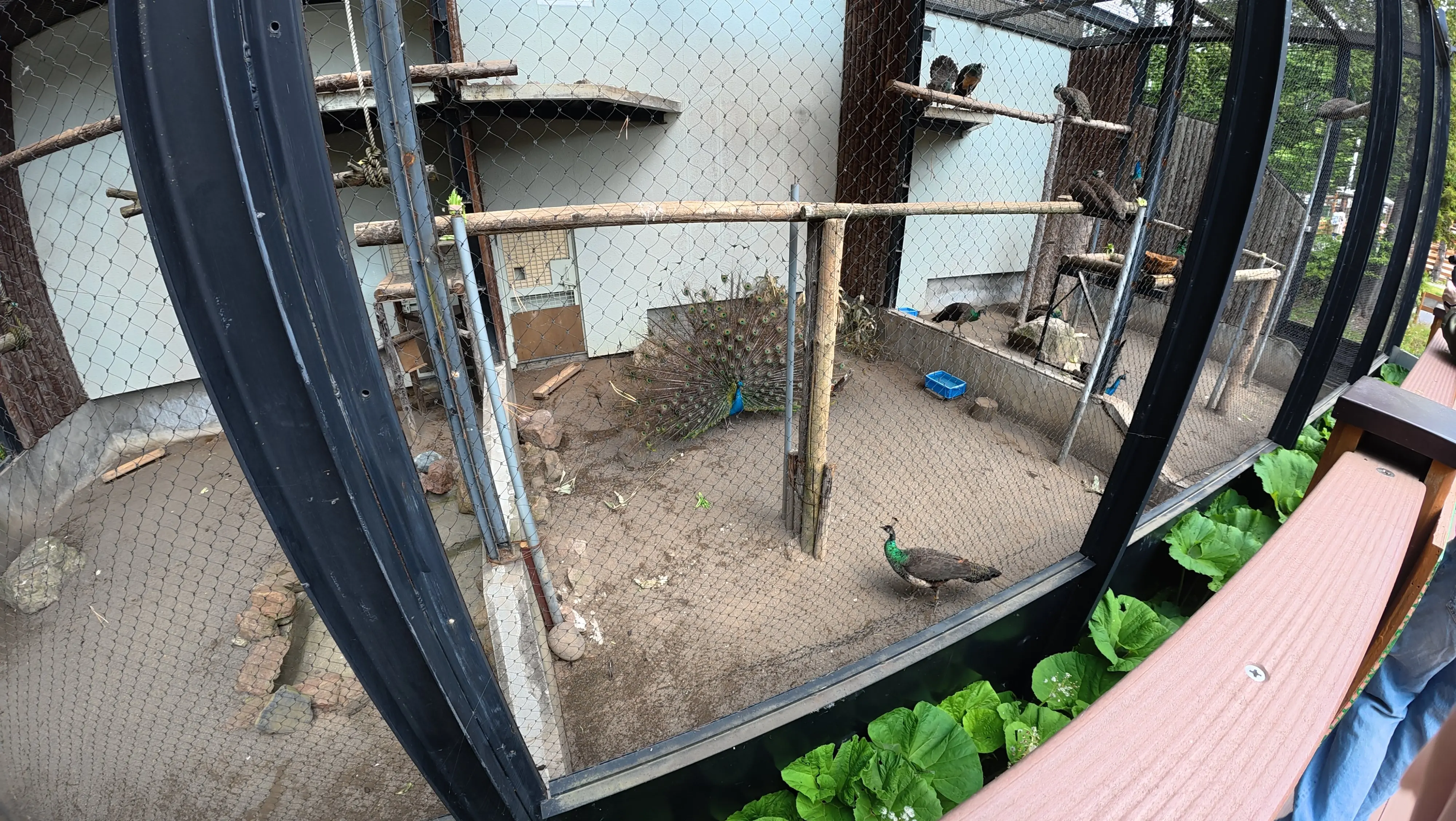 念願だった北海道旭川市「旭山動物園」行ってきました～♪_1_6