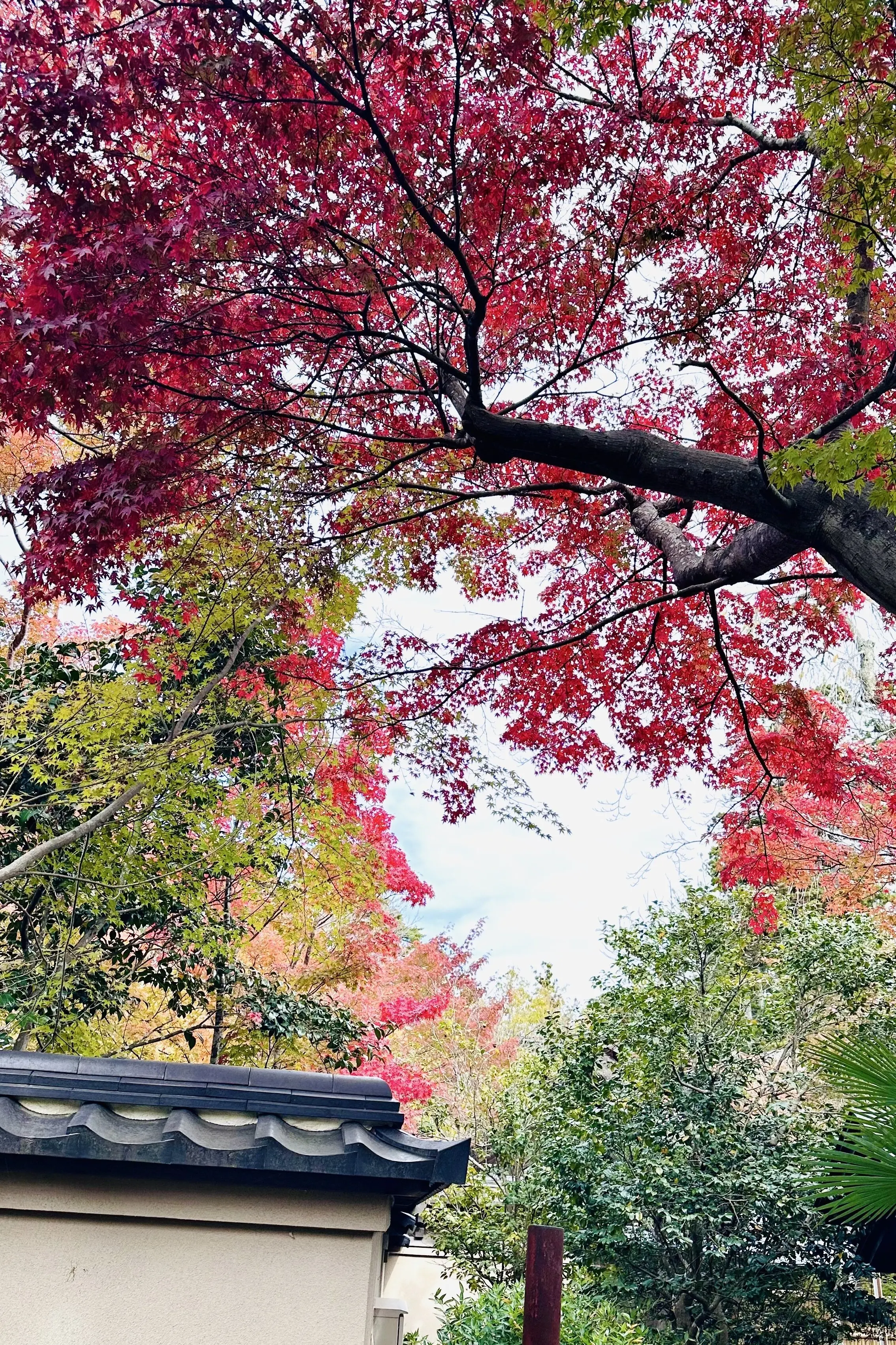 【秋の仙台旅行】「宮島」と「瑞巌寺」で鷹匠🦅にチャレンジ_1_8
