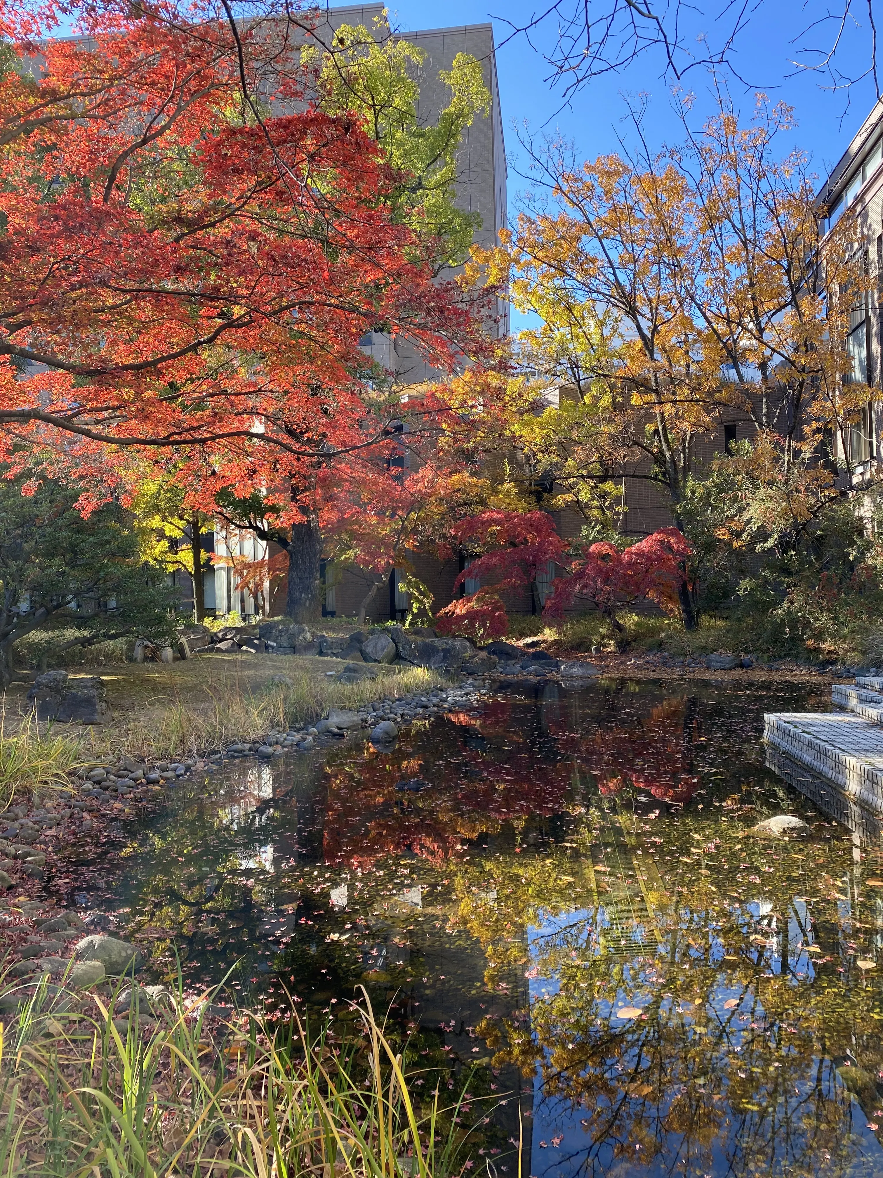早稲田大学・大隈庭園の池に紅葉が映り込む秋の絶景写真。真っ赤なもみじ、黄色のイチョウ、青空が水面に美しくリフレクションした早稲田キャンパスの人気紅葉スポット。秋の早稲田散歩、受験生や観光客にもおすすめのフォトジェニックな庭園風景。