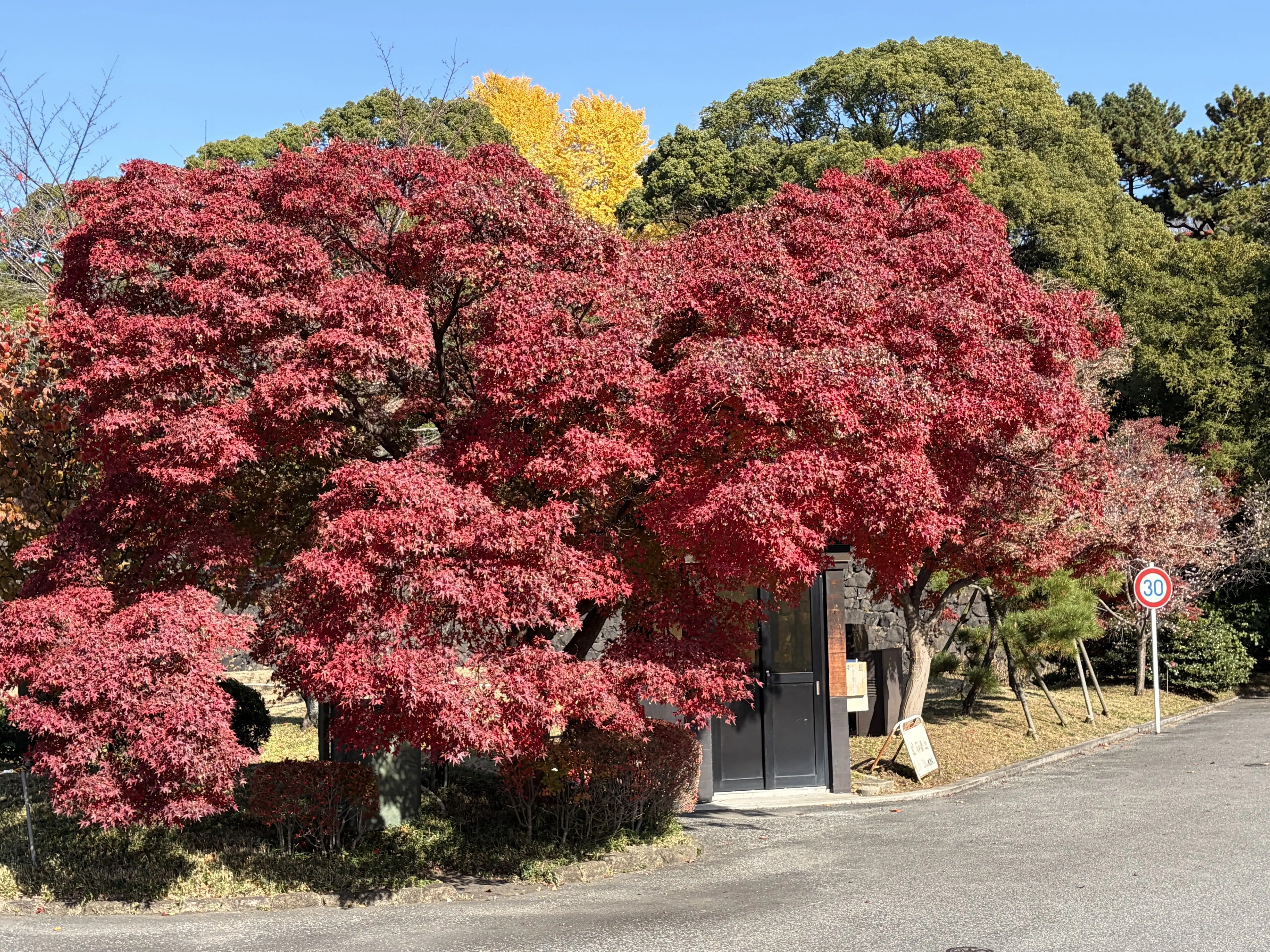 宮内庁庁舎前のイロハモミジ