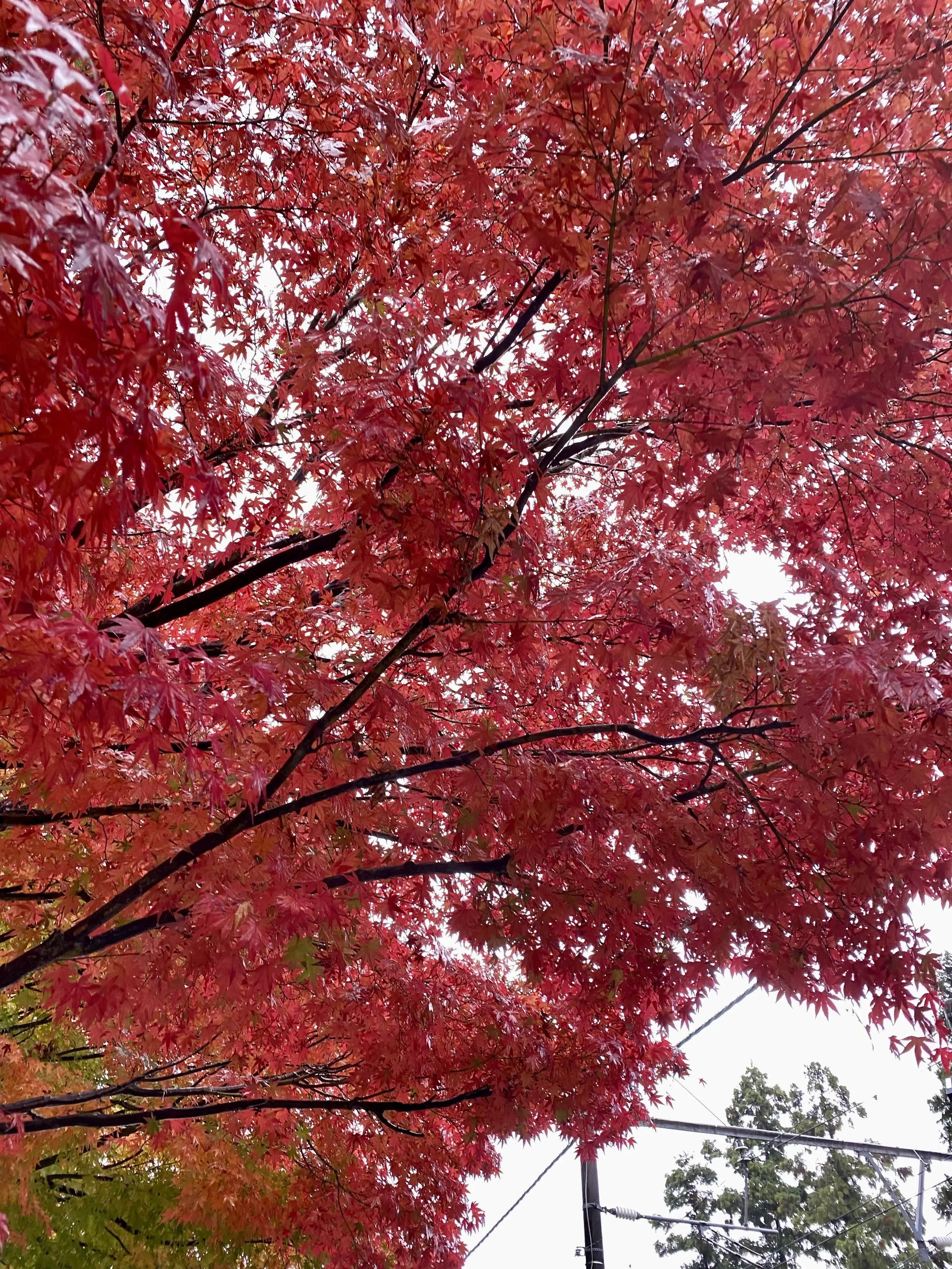 北鎌倉は紅葉真っ盛り
