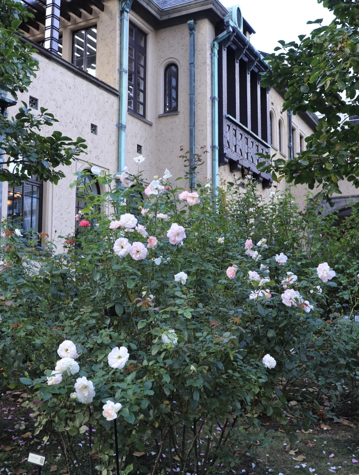 赤坂プリンスクラッシックハウス　La Maison Kioi　メゾン紀尾井　秋の薔薇　薔薇の庭園