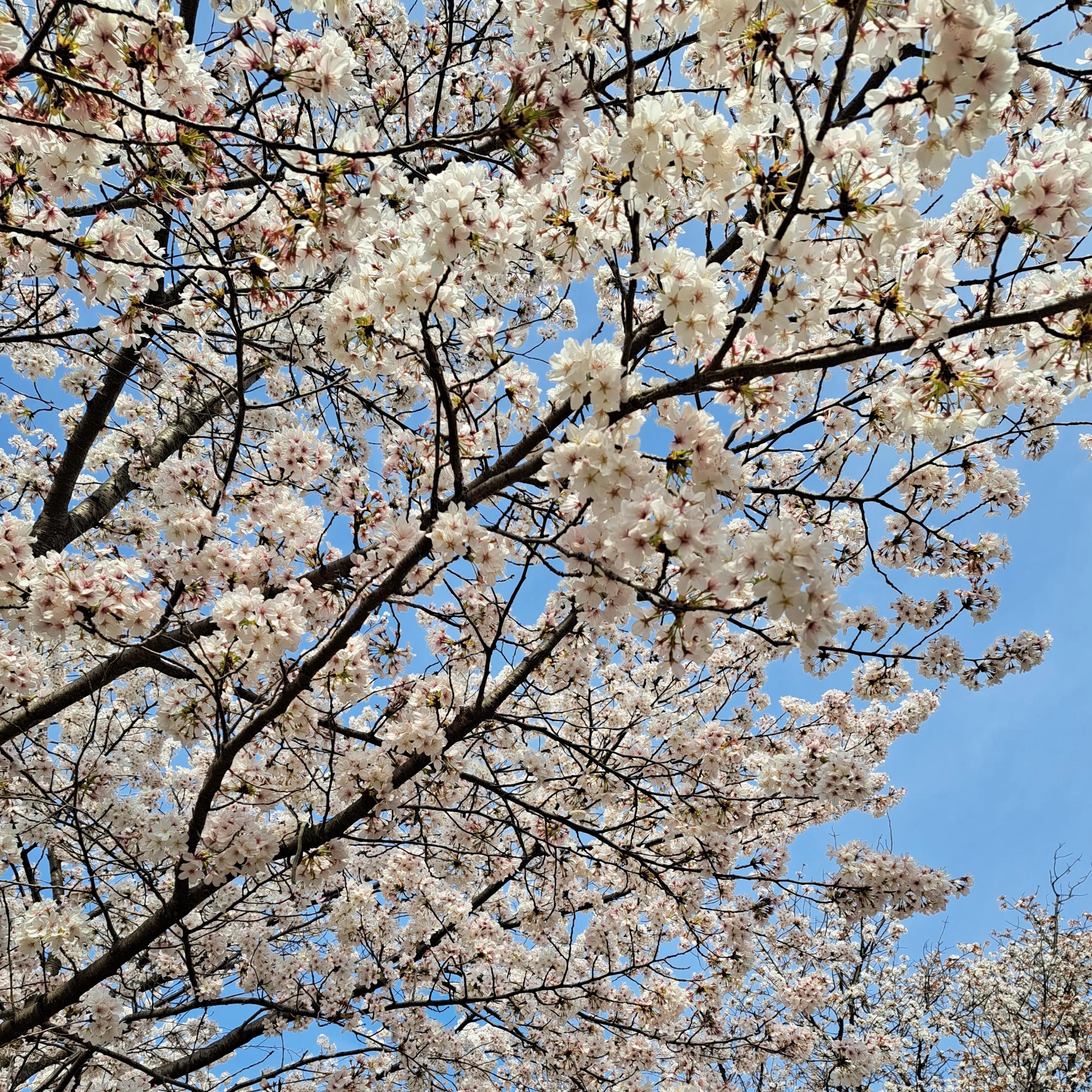 桜とお料理とおしゃべりを満喫した京都弾丸旅行_1_15
