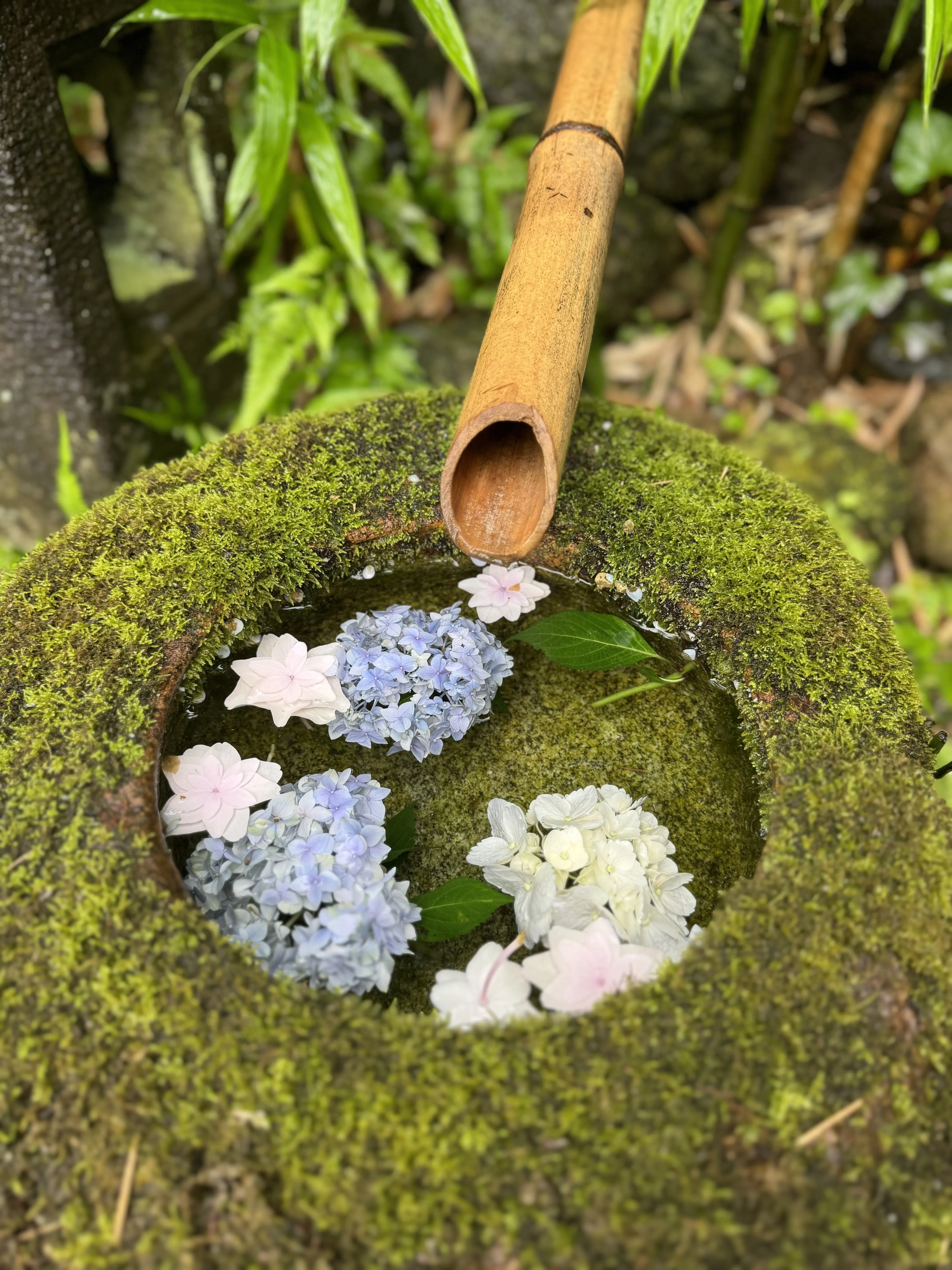 雨の日“大人の鎌倉さんぽ”☔️紫陽花と癒しの時間_1_6