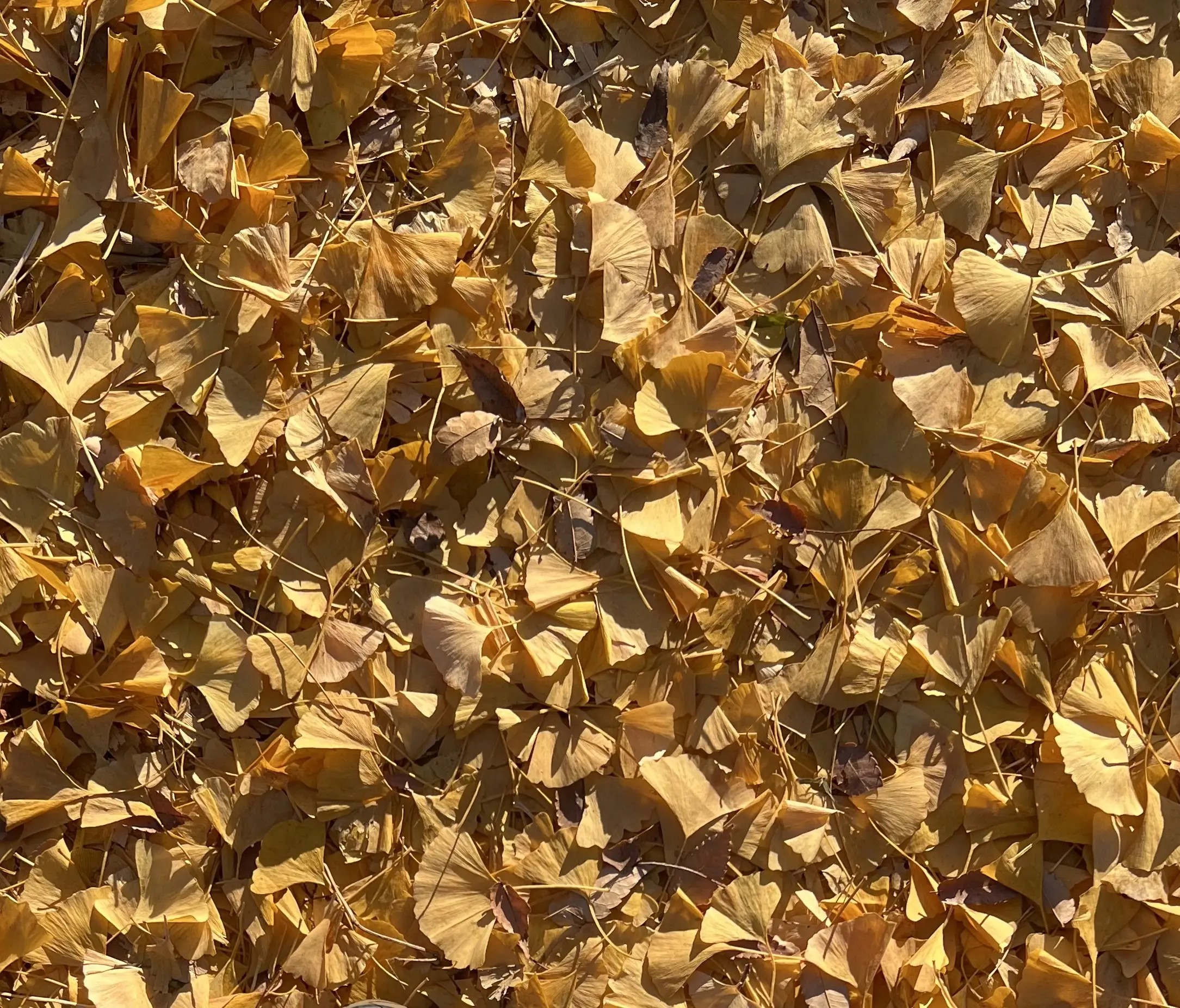 最愛ジャケットはエコツイード♡_1_5