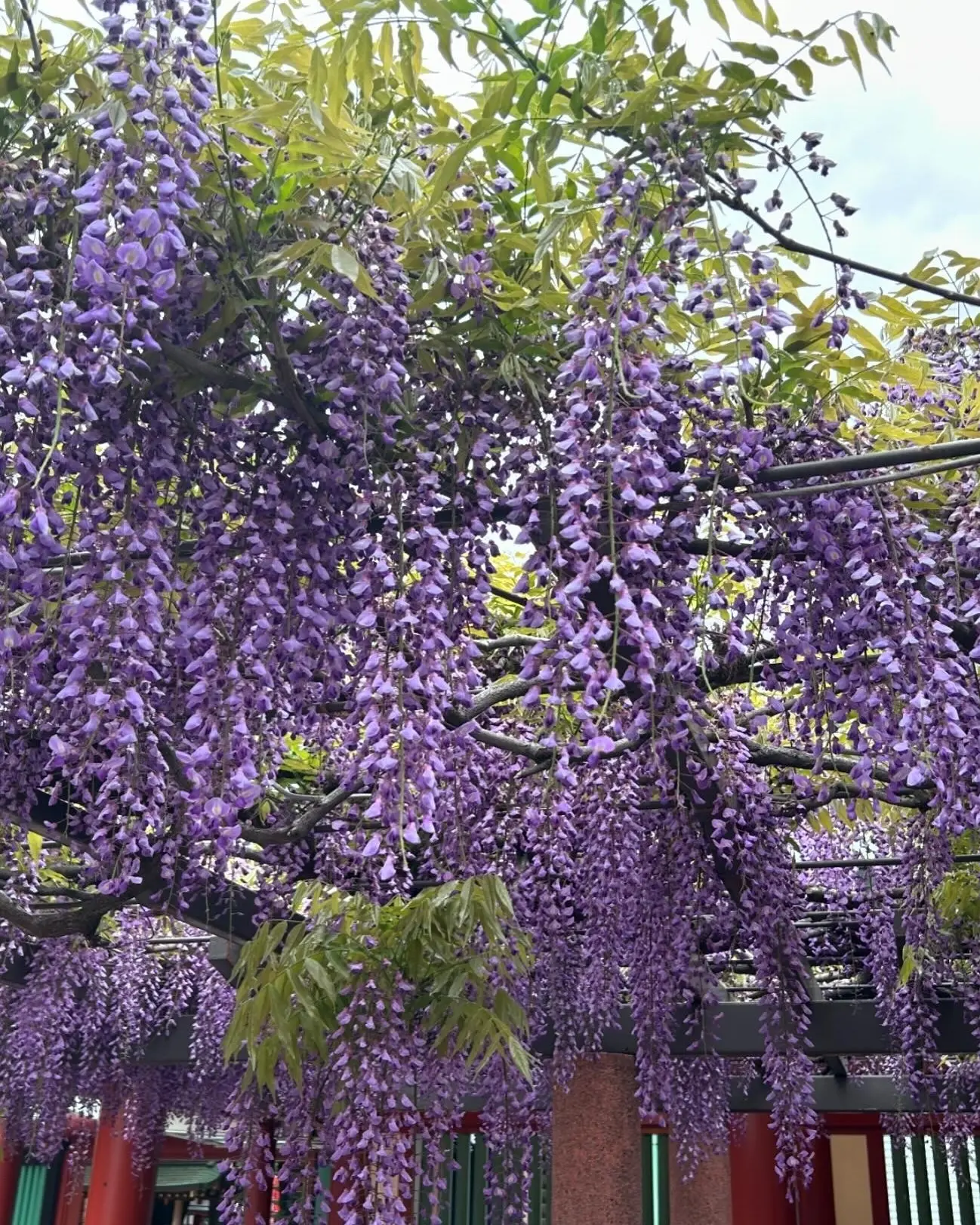 デニムコーデで花散歩　都内屈指のパワースポット日枝神社の藤の花に誘われて_1_3