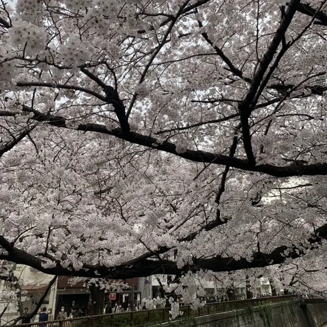 目黒川沿いの満開の桜