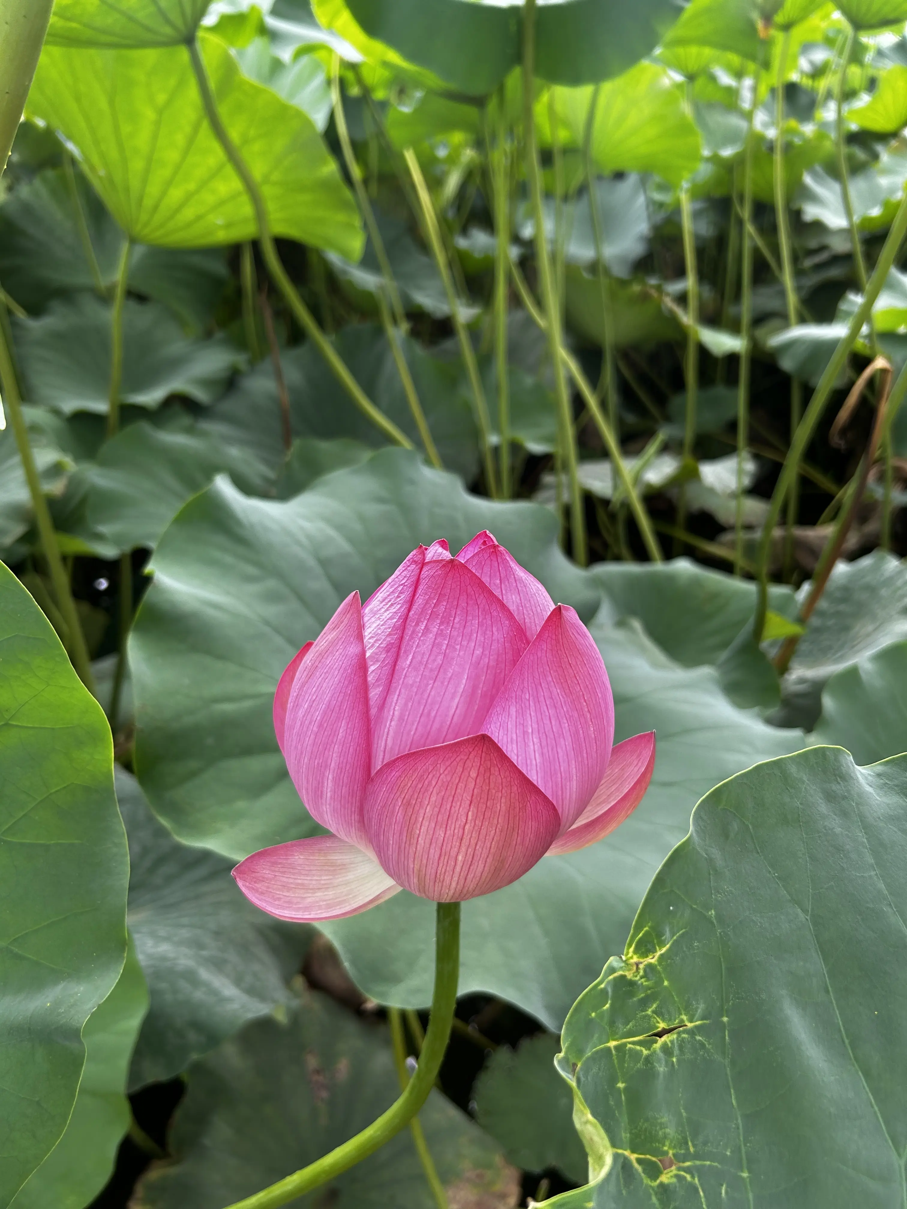 今年も朝のハスの花を見てきました✨　_1_1