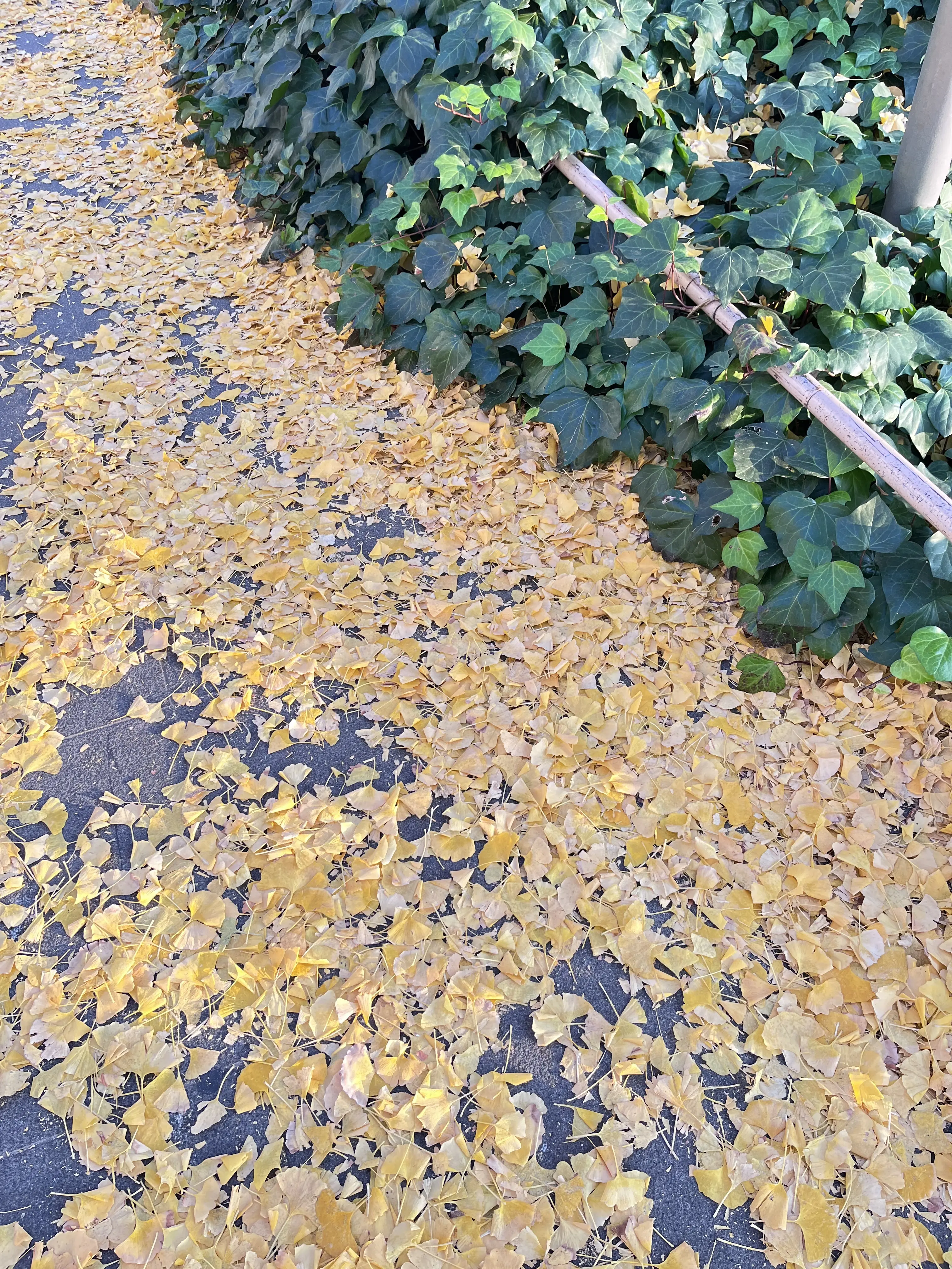 お花好きメンバーでキラキラ観賞♪日比谷〜丸の内巡り_1_14-2