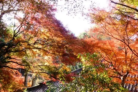 想像以上の絶景に出会えた神奈川の紅葉の見どころ〜北鎌倉・鎌倉編〜_1_3-3