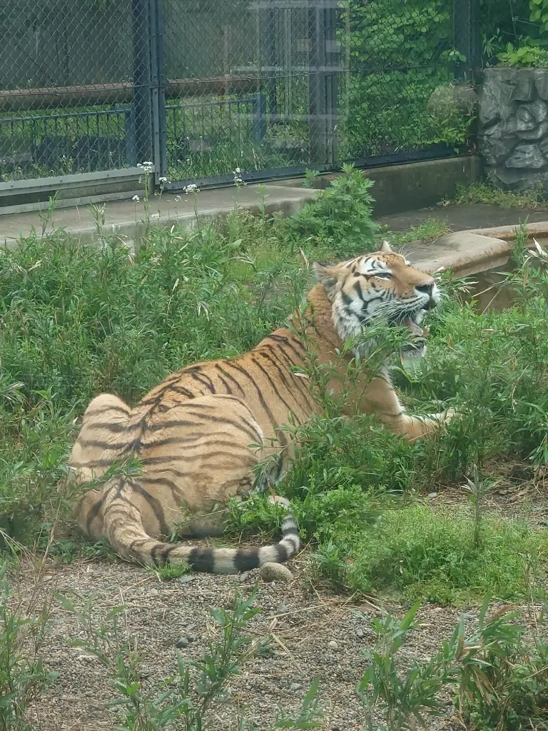 アムールトラ