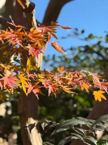 想像以上の絶景に出会えた神奈川の紅葉の見どころ〜北鎌倉・鎌倉編〜_1_7-3