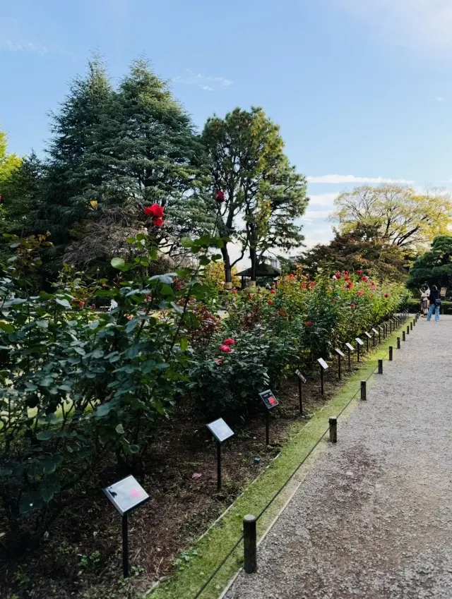 美しいバラと紅葉、旧古河庭園へ_1_6