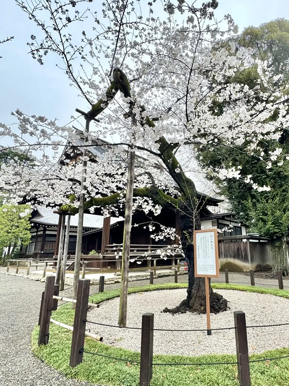 靖国神社の桜 ③
