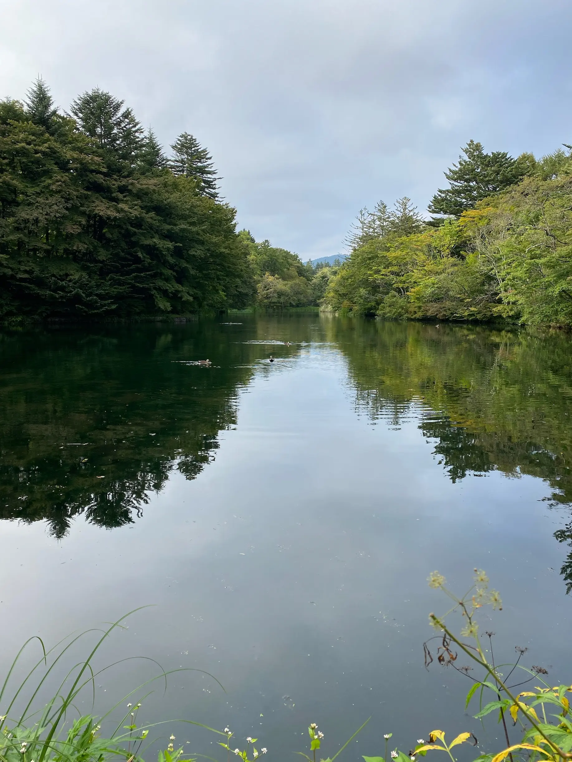 雲場池に映る緑の木々。初秋の静けさが美しい軽井沢の癒しスポット