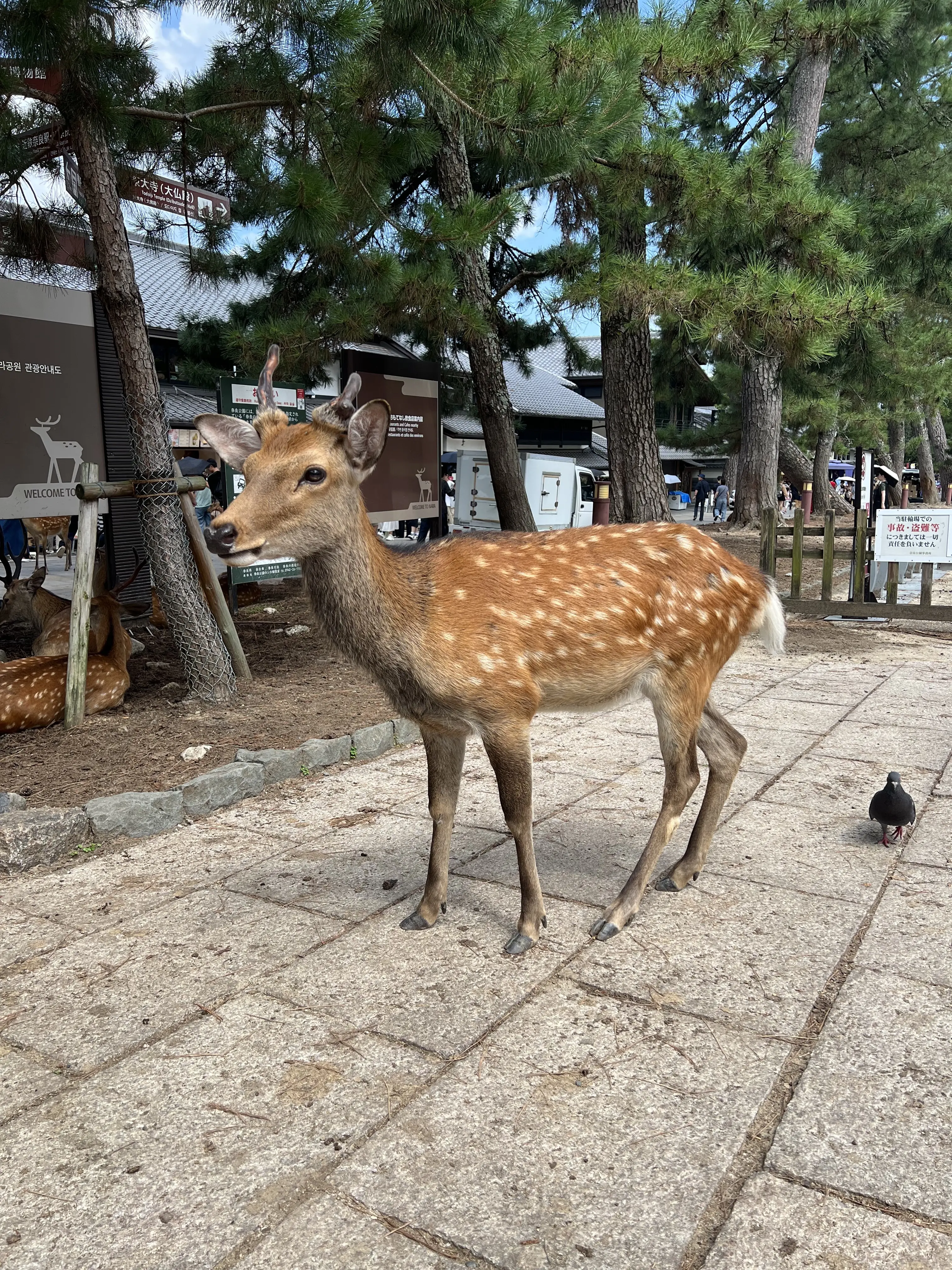 奈良の古寺巡り1泊2日の夫婦旅②と大阪の名物カレー_1_18