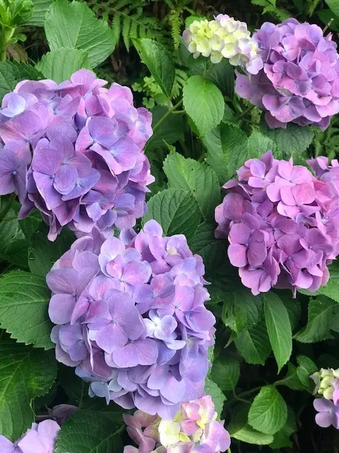 紫陽花・紫