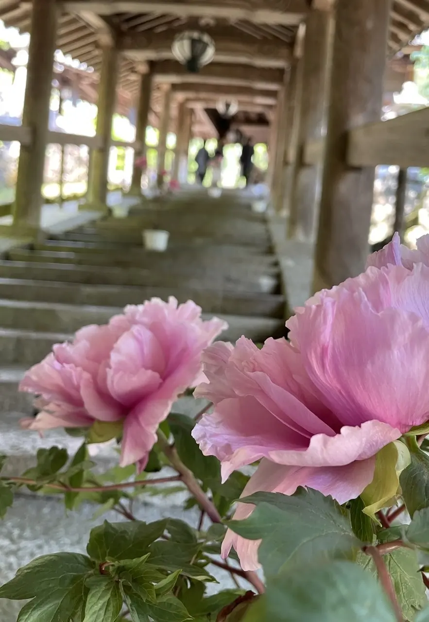 ZARAの透け感のあるブラウスで、奈良・長谷寺へ_1_1-3