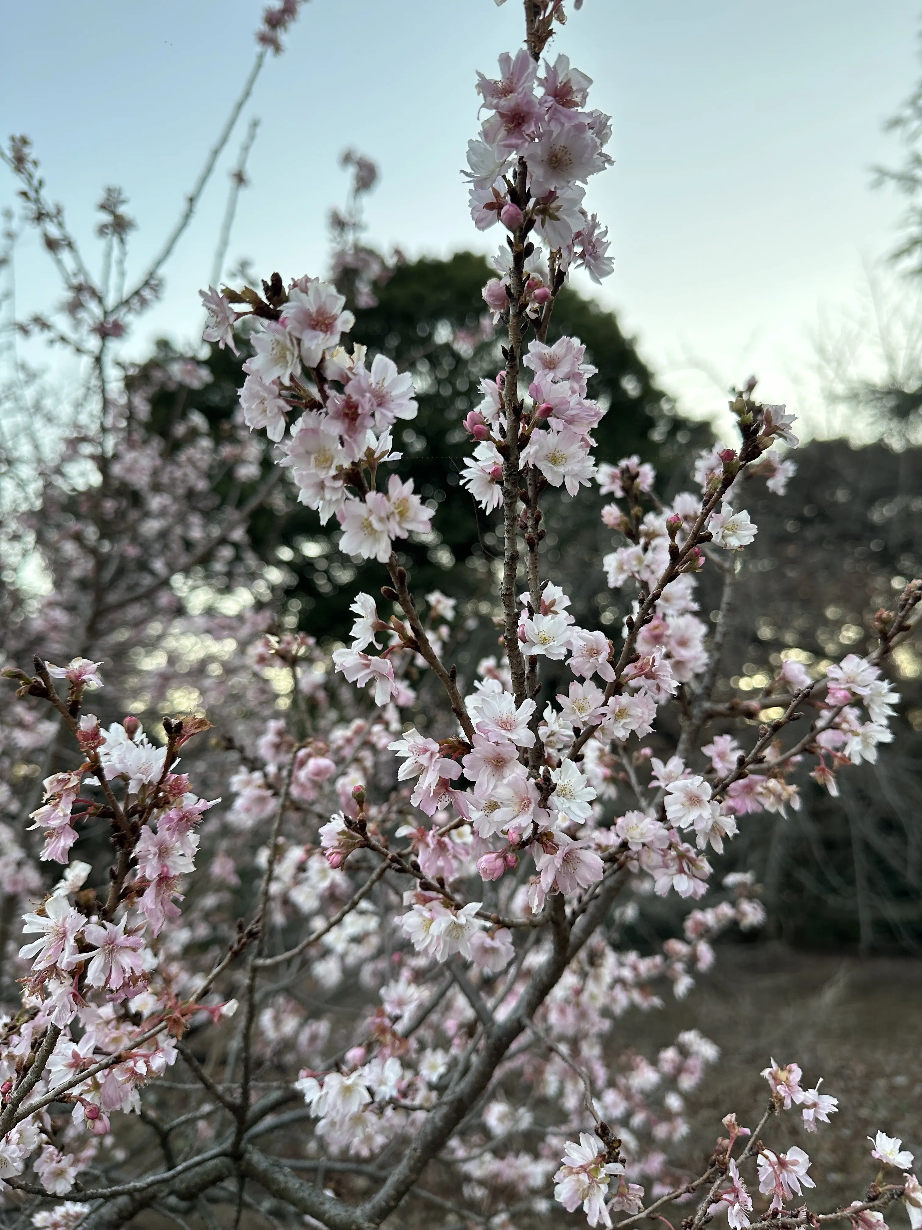 新宿御苑　散策　都内　新宿　自然　ビル　花　草木　庭園
