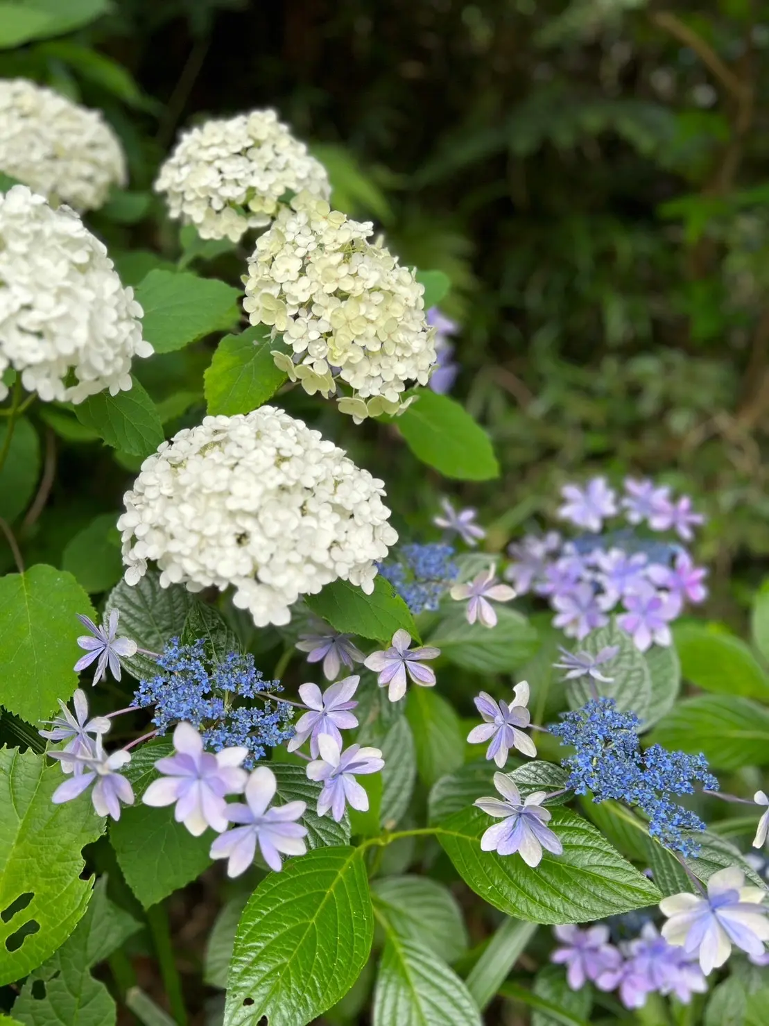 紫陽花が見頃💜大人の鎌倉遠足🎵_1_7