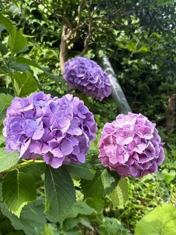 鎌倉紫陽花と続・続・最後から二番目の恋ロケ地巡り_1_6-2