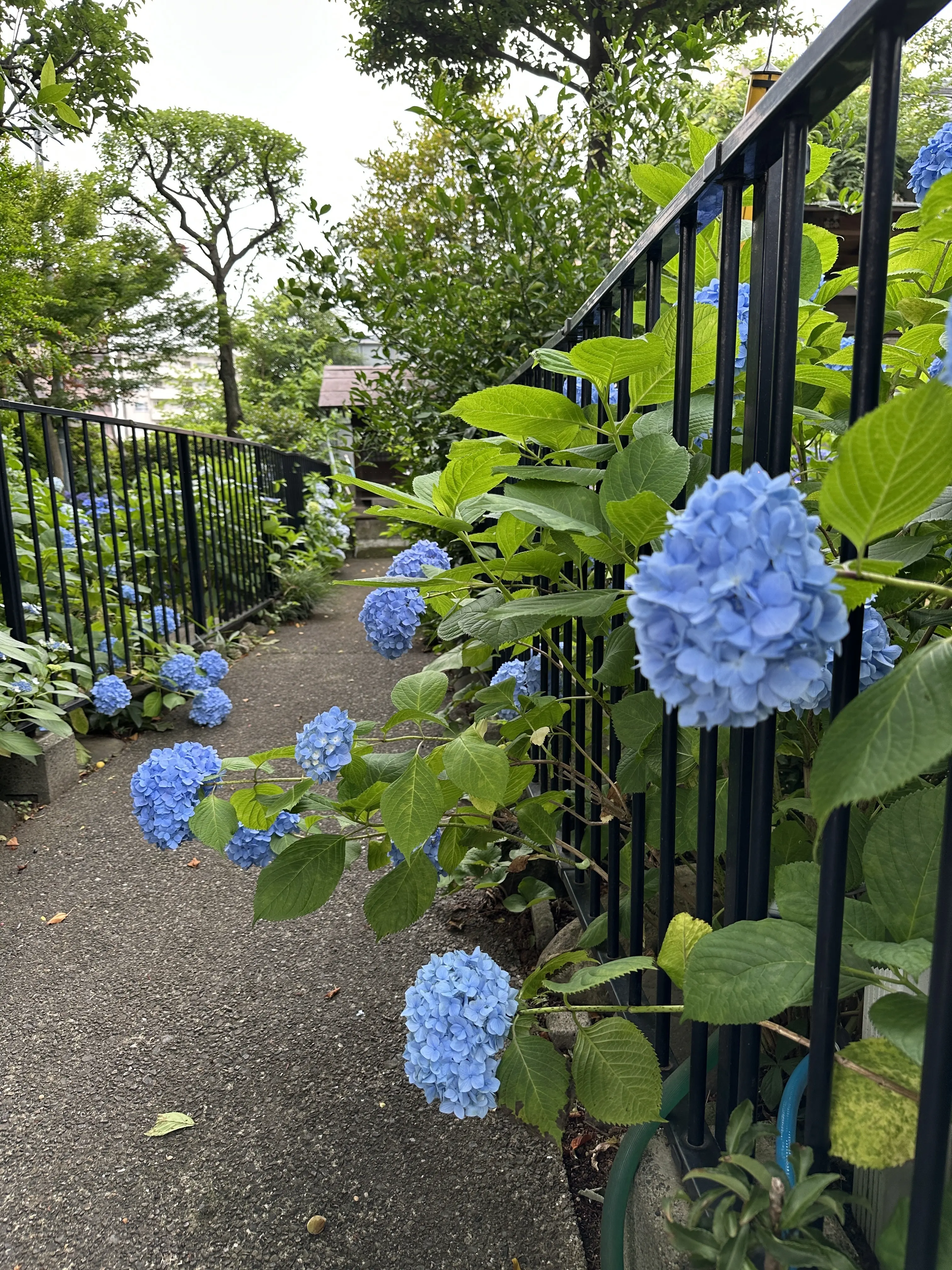 青い紫陽花