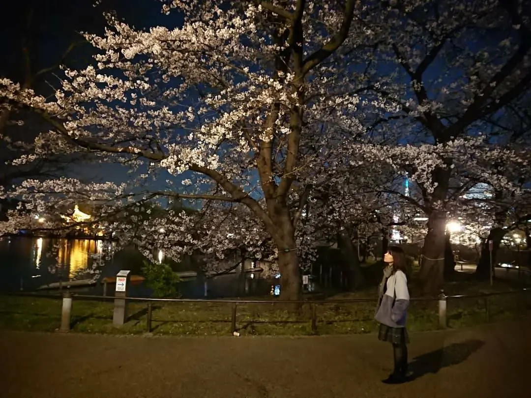 誰もいない上野公園で 夜桜を見上げて