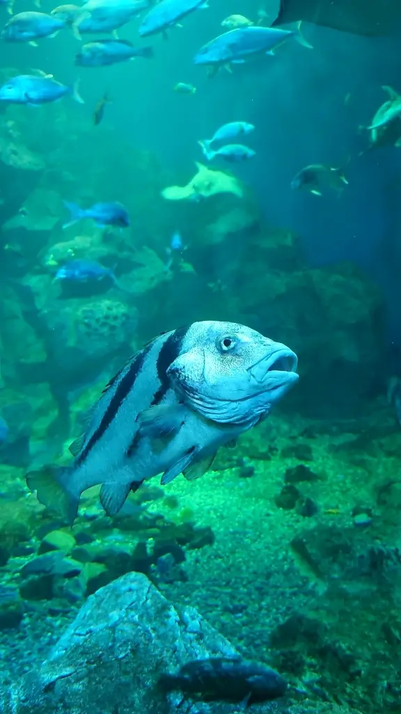 男鹿水族館GAO大水槽の大きな魚