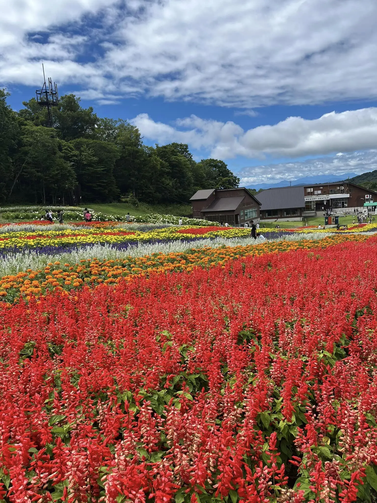 ラベンダーパークと滝。自然満喫のの夏の群馬ドライブ。_1_9-2