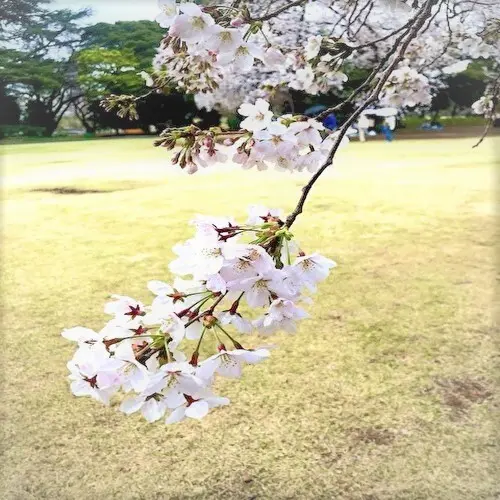 さて、今年のお花見はどちらに_1_1