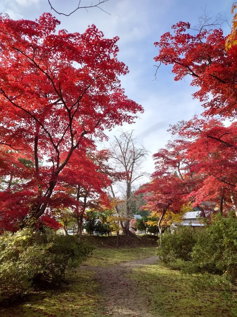 紅葉赤のトンネル