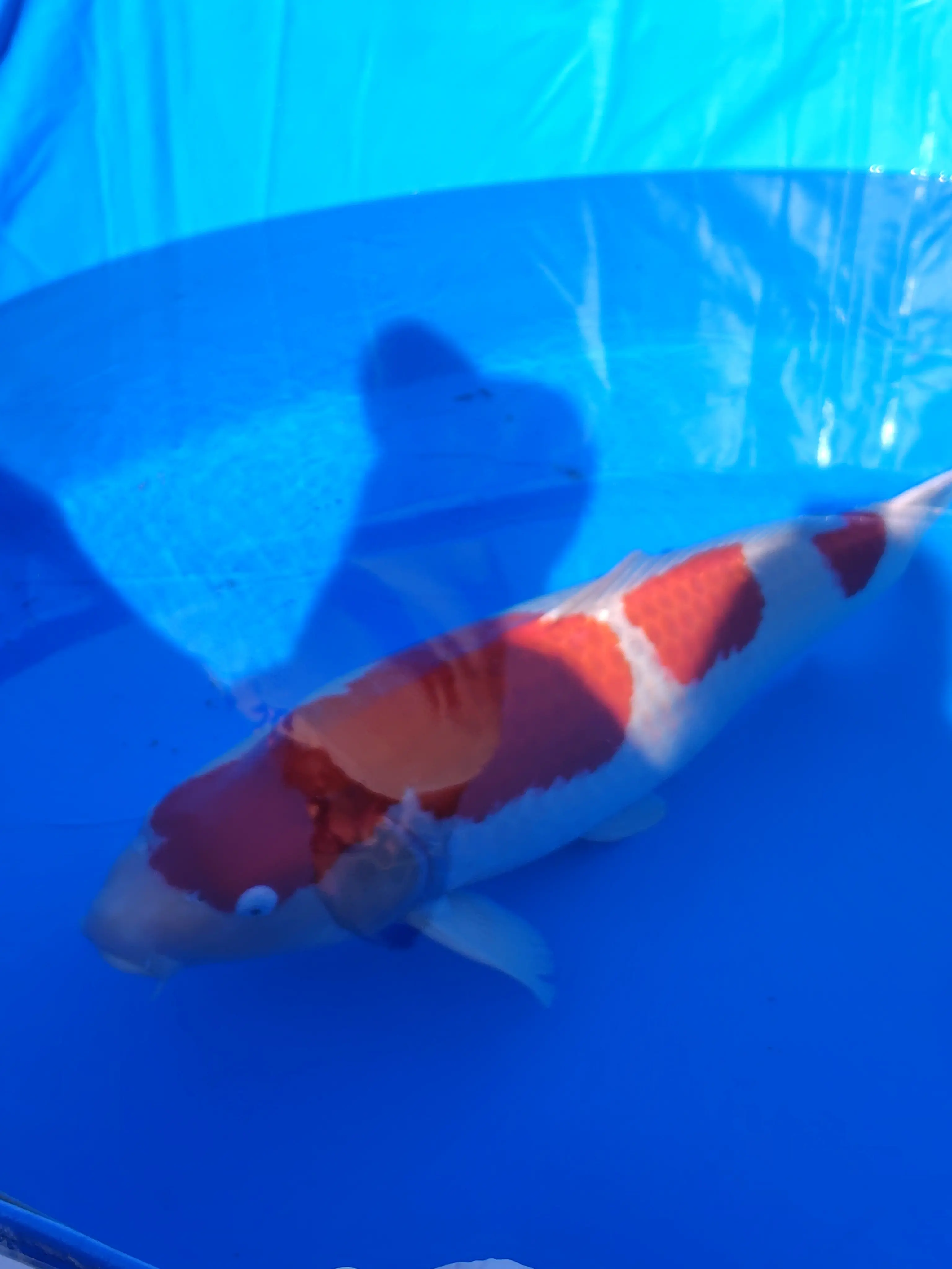 スカーフスタイルで紅葉の上野&amp;老舗グルメ_1_11-2