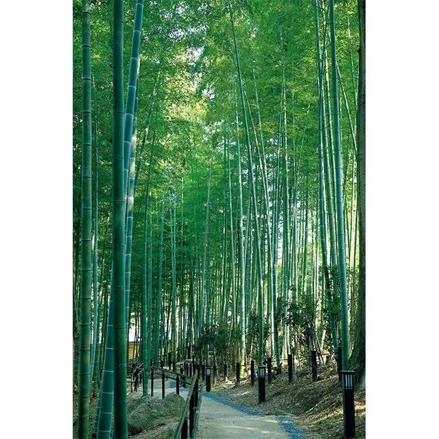 敷地内には名勝・奈良公園に追加指定された瑜伽山（ゆうがやま）園地があり、竹林や樹木の間を回遊するだけで癒される。