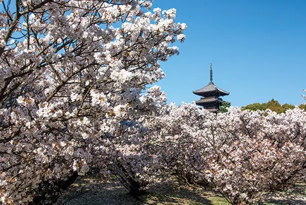 一生に一度は愛でたい、京都の“名桜”【「京都」桜にまつわる10の愉しみ】_1_2-3