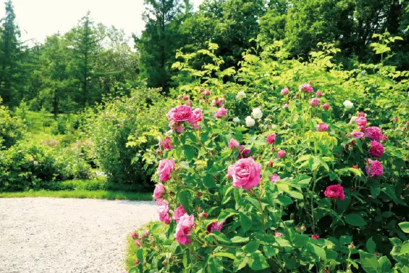 センスがいい花好きがレコメンド“日本全国、憧れの薔薇園3”_1_6