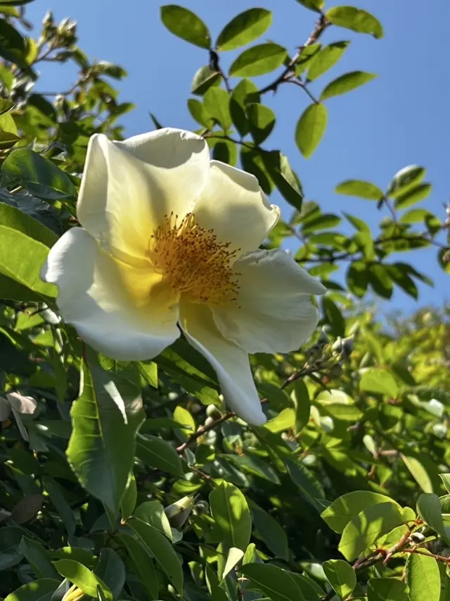 薔薇に包まれた館(岐阜市)_1_13