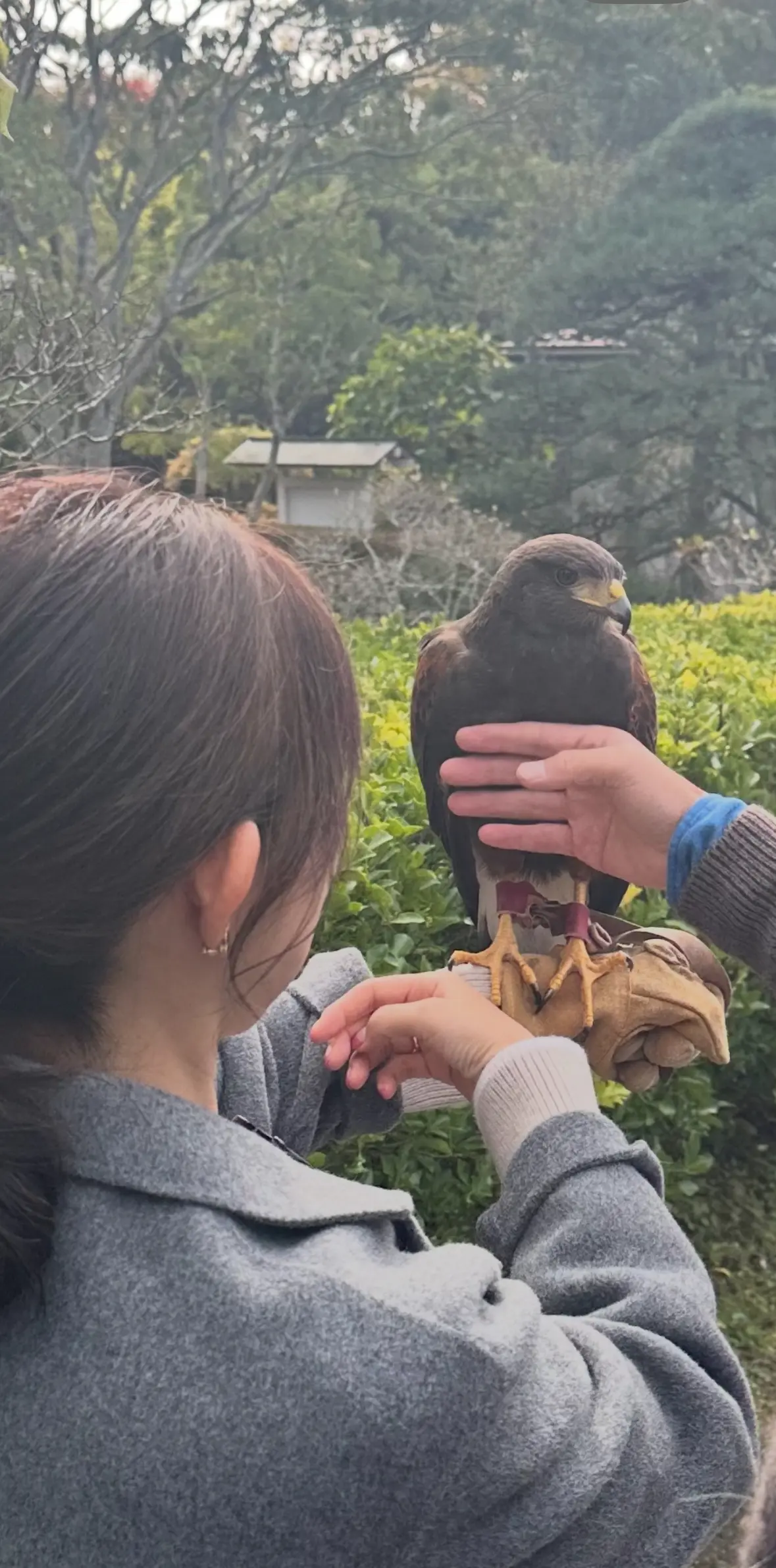 【秋の仙台旅行】「宮島」と「瑞巌寺」で鷹匠🦅にチャレンジ_1_10